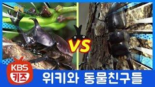 위키와 동물친구들ㅣ#2. 뿔장군 장수풍뎅이｜TV유치원ㅣ땅과 친한 작은 동물ㅣKBS 방송