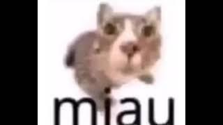 MIAU