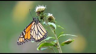 Daily Dose of Nature | Behind the Camera  Inside the Monarch’s Milkweed Kingdom