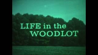 "Life In The Woodlot"- Classic Canadian documentary Of Canada, 1960