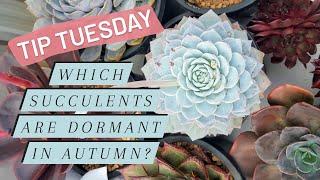 Tip Tuesday: Which Succulents are Dormant in Autumn?