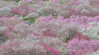 [4K60P] いなべ市農業公園 梅林公園 Inabe city plum Park