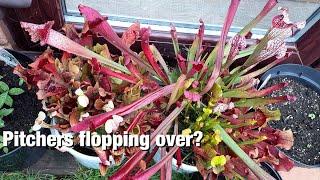 A Common Cause for Floppy Sarracenia Pitchers