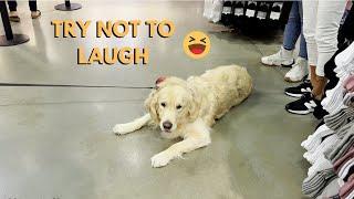 My Golden Retriever make a scene in the mall. People react to my dog.