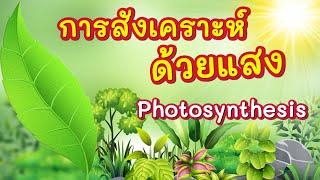 การสังเคราะห์ด้วยแสง (photosynthesis)