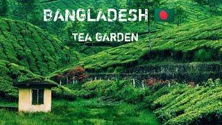 BANGLADESH - The Most BEAUTIFUL Tea Garden You'll Ever Visit | Sylhet