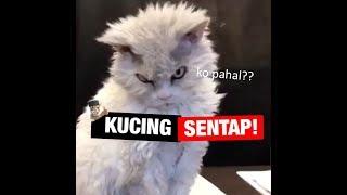 KUCING KALAU DAH SENTAP