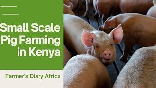 Small Scale Pig Farming in Kenya|| Beginners Guide