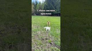 Деревенская жизнь. Часть 3. Выгул собаки нелегкое дело даже в деревне #деревенскаяжизнь #деревня
