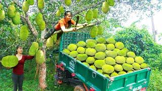 Use 3-wheeled Vehicle Harvesting Many Jackfruit Goes To Countryside Market Sell - Daily Life