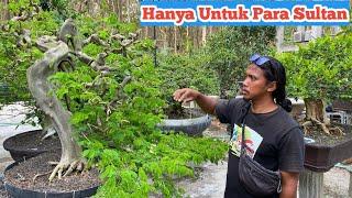 BONSAI SULTAN‼️CEK HARGA BAHAN BONSAI DIRUMAH MAS ENDRI No Hp +0856-4880-4473