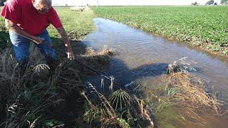 Tropical Rains From Hurricane Beryl Save Our Crops