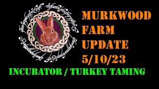 MURKWOOD FARM UPDATE USING NEW INCUBATOR AND TAMING TURKEYS