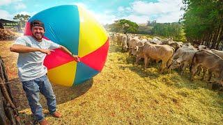 COLOQUEI UMA BOLA GIGANTE NO MEIO DOS BOIS  *eles ficaram malucos