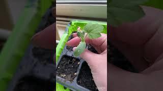 Купила цветочки, вырос один арбузик  #дача #cat #огород
