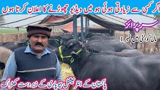 Big Announcement Ray Aqib Javed Gabbon Jhotian Farm || world record buffaloes|Highest Milky Jhotian