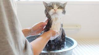 Maru’s Shampoo 2024.