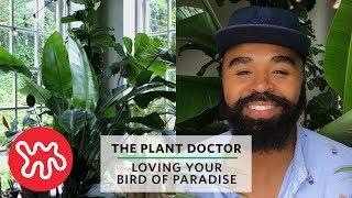 Loving Your Bird Of Paradise | The Plant Doctor