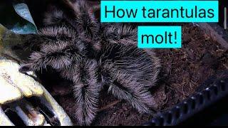 How Tarantulas Molt!