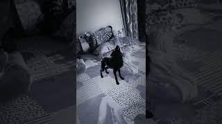 Cat sound #wolfsounds #animalsounds #blackwolf #viralvideo #ghost #trending #cat #wolfsounds