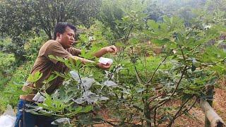 這兩棵無花果是三哥的驕傲，三年前種下去，如今整棵樹掛滿果【農人家三嫂】