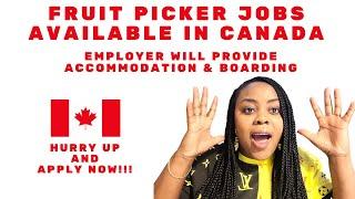 Fruit Picker Jobs Available in CANADA | Employer will Provide Accommodation & Boarding