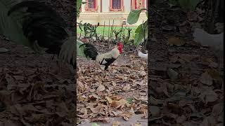 The Rooster #chicken #animals