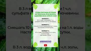 ЛУЧШИЙ способ увеличить урожай огурцов! #рассада #садоводство #огород