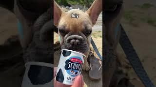 12 months of puppy TJ growing up  #puppy #cutepuppy #frenchie #frenchbulldog
