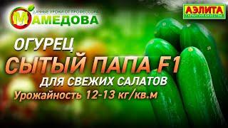 Огурец Сытый Папа F1 для свежих салатов. Урожайность 12-13 кг/кв.м