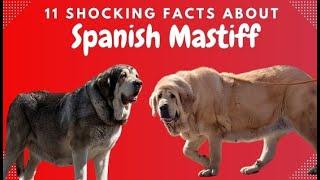 11 Shocking Facts About Spanish Mastiffs They WON'T Tell You!