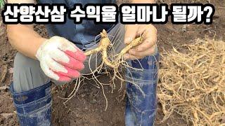 산양삼 / 산양산삼  수익율 공개