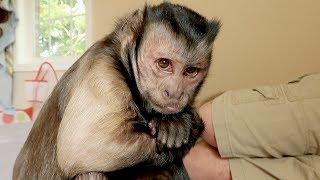 Capuchin Monkey Wants His Grapes!