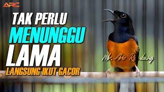 MURAI GACOR !! TAK PERLU MENUNGGU LAMA SEKALI PANCING LANGSUNG IKUT GACOR