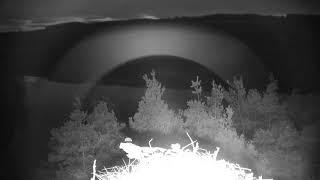 Live osprey nest camera at Loch of the Lowes Wildlife Reserve