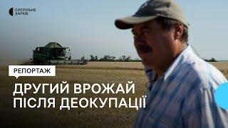 Розмінували поля та відновили обладнання. Як у Борщівці на Харківщині збирають врожай