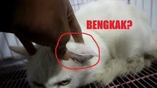 Telinga Kucing Bengkak - Othematoma / Auricular Hematoma