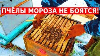 Зимовка пчел на воле/2 варианта вентиляции улья/спасение слабых семей