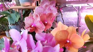 Снять такие орхидеи со стеллажа ПОЛ беды Назад поселить НЕРЕАЛЬНО