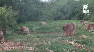 Inside the Born Free USA Primate Sanctuary Main Enclosure