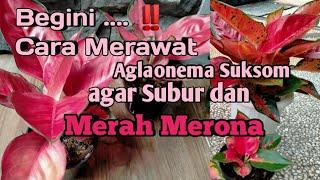 5 CARA MERAWAT AGLAONEMA SUKSOM AGAR SUBUR DAN MERAH MERONA