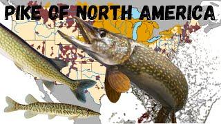 The Pike Species of North America: A Guide to the Esox Genus