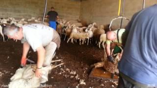 Esquilando ovejas en Pobladura de Aliste, a los pies de la Sierra de la Culebra