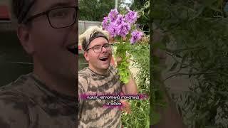 А вы знали, что есть вот такая срезочная петуния #дача #цветы #сад #garden #лайфхаки #flowers