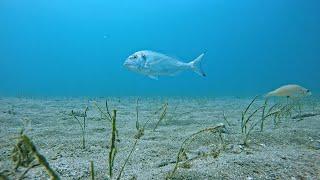 HOOK CAM - Sea bream eats bait (CUTTLEFISH)