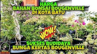 CARA SUKSES BUDIDAYA BUNGA KERTAS BOUGENVILLE # CEK HARGA BAHAN BONSAI BOUGENVILLE DI KOTA BATU #