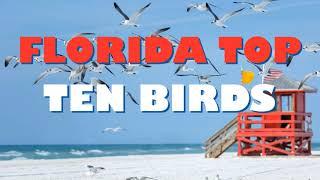 Top 10 Most Interesting Birds in Florida