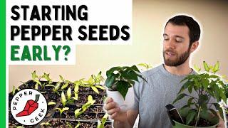 Starting Pepper Seeds Early - Should You Plant Now? - Pepper Geek