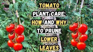 Tomato Plant Care: How and Why to Prune Lower Leaves ️ #tomato #tomatoes #gardening #gardeningtips