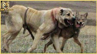 Kangal dog  joins with Wolf Pack | Wolf and dog hybridization